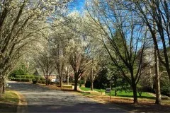 Waterford-Bradford-Pears
