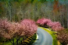 cherrytrees2