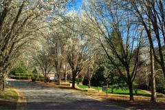 Waterford-Bradford-Pears